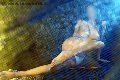 Foto Annuncio Girl Rieti Alina Ranieri - 42